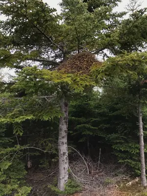 Melampsorella caryophyllacearum (Antigonish, NS, Canada)