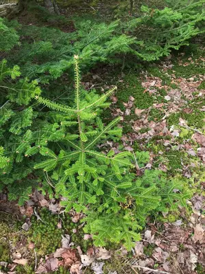Melampsorella caryophyllacearum (Antigonish, Nova Scotia, Canada) 2