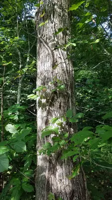 Rockbridge State Nature Preserve (42661302080)