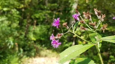 Rockbridge State Nature Preserve (44470537141)