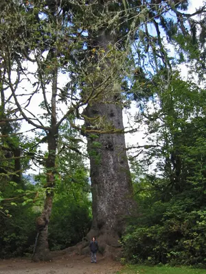 QuinaltSpruce 7246c