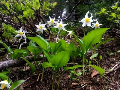 Avanlanche Lily in Quinault area, Olympic National Forest (33863267970)