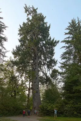 Largest Sitka Spruce, Quinault Lake, Washington 2018-08-21 OC-LSC-0090