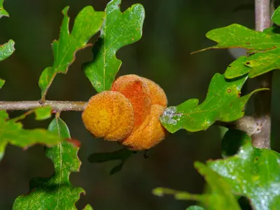Disholcaspis spongiosa galls