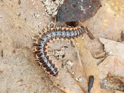 Euryurus becki