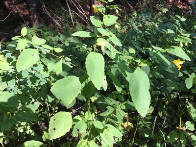 2017-09-11 16 02 37 Yellow Jewelweed blooming along the CCC Road at about 2,120 feet above sea level on the western slopes of Mount Mansfield within Mount Mansfield State Forest in Underhill, Chittenden County, Vermont