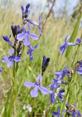 Lobelia anatina 83597674