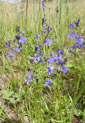 Lobelia anatina 83597692