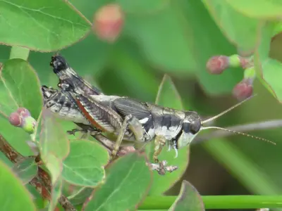 Melanoplus payettei