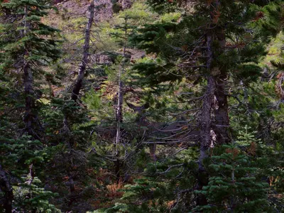 Forest watchers - panoramio