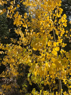 Fall Colors (52395001521)