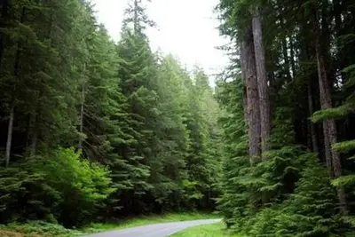 Forest Path near Sol Duc Hot Springs