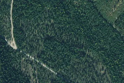 Tamarack 003