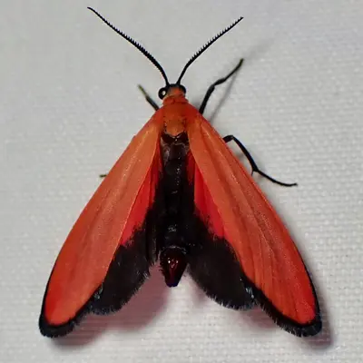 Lycomorpha regulus