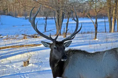 Elk Viewing Sleigh Ride - Thunder Bay Resort, Hillman MI (24756997094)