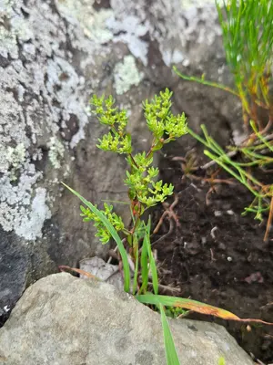 Paronychia fastigiata 536655794