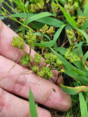 Paronychia fastigiata 536655831