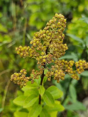 Spiraea alba 536655628