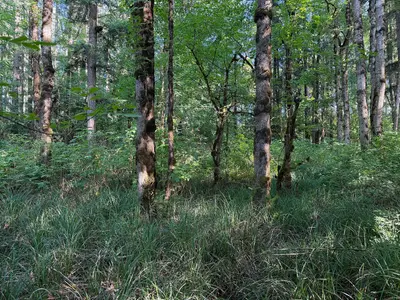 Woods behind Maytown Rest Area