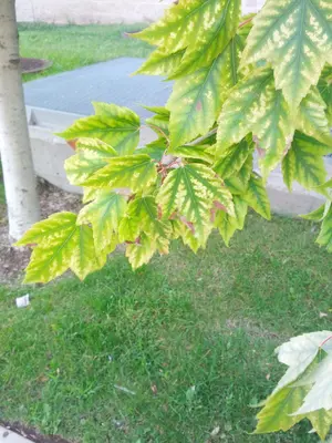B14 Acer rubrum (Red Maple) Close-up