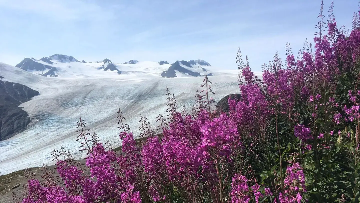 Exit Glacier with fireweed in the foreground  at Kenai Fjords National Park