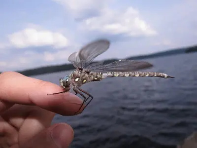 Ocellated darner 9058272 aug 1 2014