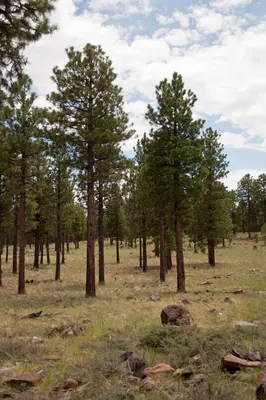 Flagstaff Scenery near FR 522 - panoramio (6)