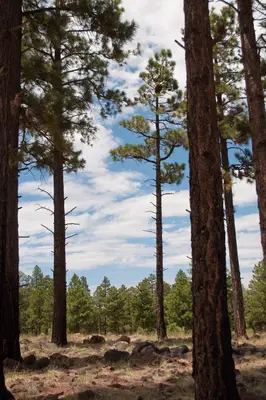 Flagstaff Scenery near FR 522 - panoramio (8)