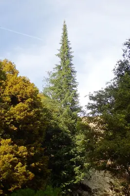 Abies bracteata, Ventana Wilderness, Monterey County, California 7