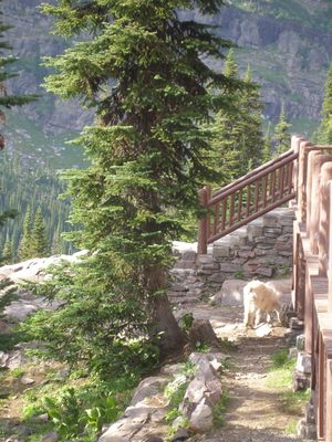The Sperry Chalet, Glacier National Park, Montana, USA July 21, 2007 - panoramio