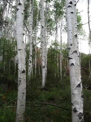 AspenGroveSAGE (15908392706)
