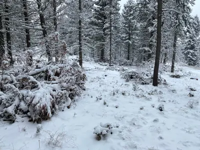 Custer Gallatin National Forest 12-13-22 (52748180733)