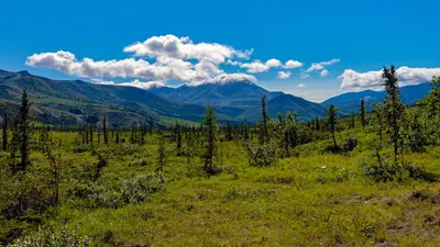 Northernmost extent of forest in Firth River's canyon reach, Ivvavik National Park, YT