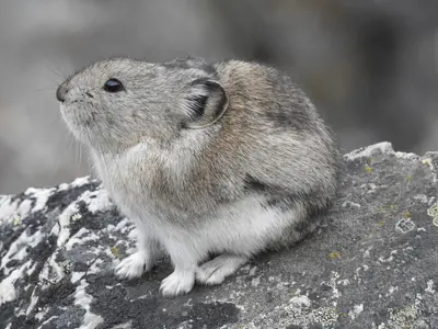 Ochotona collaris 48501653