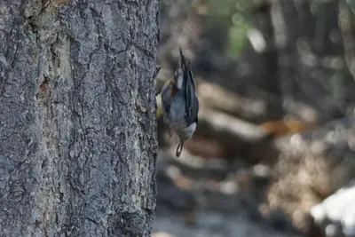 Sitta carolinensis alexandrae, Sierra de San Pedro Mártir, Baja California 274793724