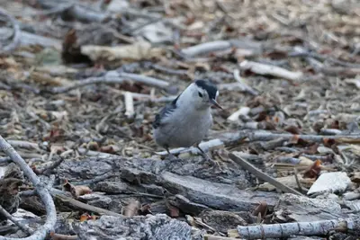 Sitta carolinensis alexandrae, Sierra de San Pedro Mártir, Baja California 274793683