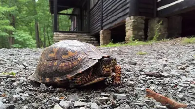 Close, ground level view of an Eastern box turtle.  American chestnut cabin and trees in the background.