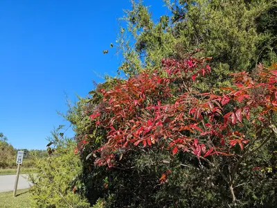 PW-10-8-24-sumac - 54051637232
