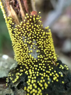 Physarum viride 54599235