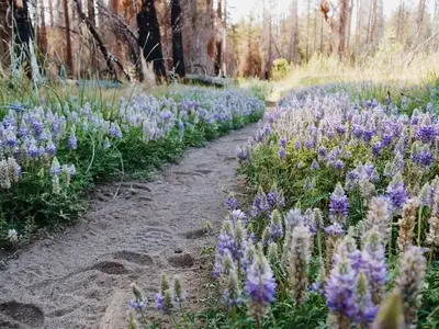 Lupines and footprints along a trail
