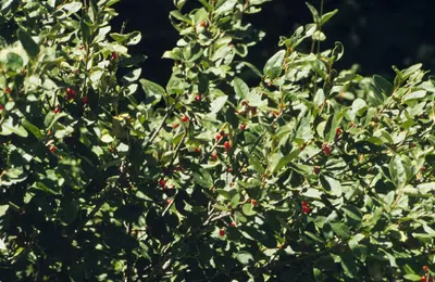 Shepherdia canadensis (7996243933)