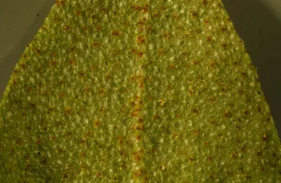 Shepherdia canadensis (7996250396)