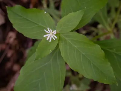 Stellaria pubera 511684464