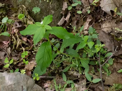 Stellaria pubera 511684463