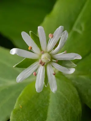 Stellaria pubera 511684435