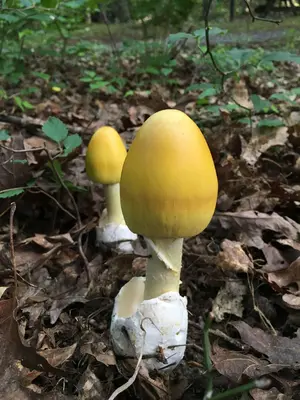 Amanita banningiana Tulloss nom. prov 634735 2016-07-11