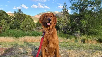 Penelope in Cedar City, UT