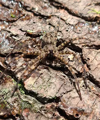 Dolomedes tenebrosus 167583507