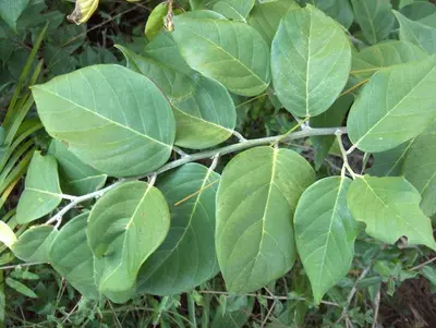 Coin Vine (5625199035)