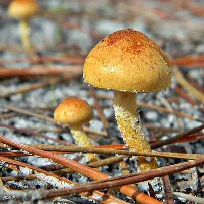 Mushrooms & Pine Needles (6255338435)